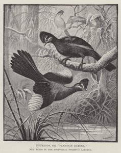 Touracos, or Plantain Eaters, New Birds in the Zoological Society